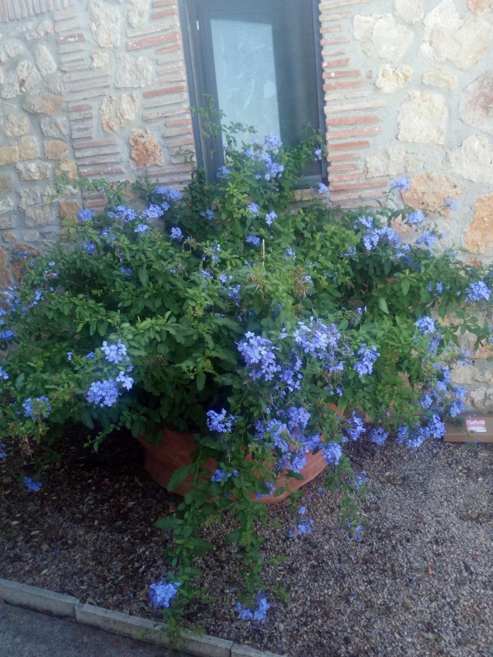 Case Cordovani Magliano in Toscana Luaran gambar